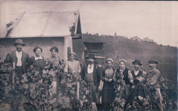 Les Vendanges à La Côte VD, A Situer, Groupe De Vendangeurs Et Vendangeuses (28.10.1916) - Vignes
