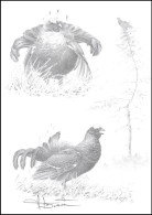 Dessin, Signé/Tekening, Getekend - Tétras Lyre / Korhoen / Birkhuhn / Black Grouse / Lyrurus Tetrix - Buzin - Gallinacées & Faisans