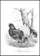 Dessin, Signé/Tekening, Getekend - Tétras Lyre / Korhoen / Birkhuhn / Black Grouse / Lyrurus Tetrix - Fagnes - Buzin - Gallináceos & Faisanes