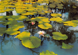 L'ILE MAURICE - MAURITIUS  Water LILY Pamplemousses Garden  12 (scan Recto-verso)MA2296 - Mauritius
