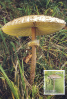Carte Maximumexcellent état Aland Champignon Lépiote élevée - Mushrooms