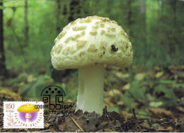 Carte Maximum Excellent état Bulgarie Amanite Citrine Variété Alba (blanche) - Mushrooms