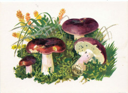 6 Cartes Neuves (même Série) Divers Champignons Reproductions Aquarelles, Excellent état - Champignons