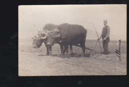 Albanie. Carte Photo D'un Laboureur Et Ses Boeufs - Albanie