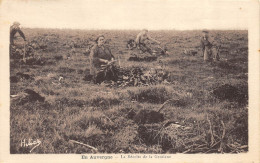 CPA  EN AUVERGNE LA RECOLTE DE LA GENTIANE - Auvergne Types D'Auvergne