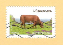 Vache Armorique, 954 - Mucche