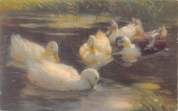 CANARDS - Canards