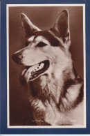CPA 1 Euro Chien Berger Allemand Dog Non Circulée Prix De Départ 1 Euro - Honden