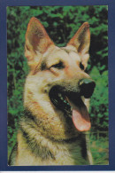 CPSM 1 Euro Chien Berger Allemand Dog Non Circulée Prix De Départ 1 Euro - Dogs