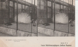 CARTE STEREOSCOPIQUE  PARIS JARDIN D'ACCLIMATATION LES PAONS JULIEN DAMOY TBE - Stereoscope Cards