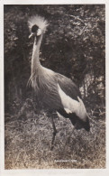 236898Kavirondo Crane (FOTO KAART)(voir Coins) - Tanzania