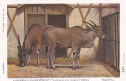 2511130Amsterdam, Natura Artis Magistra. Livingstone's Eland Antiloop (Oost-Afrika)(M.A. Koekkoek) - Amsterdam