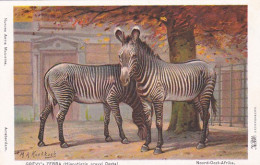 2511131 Amsterdam, Natura Artis Magistra. Grevy’s Zebra (Noord-Oost-Afrika)(M.A. Koekkoek) - Cebras