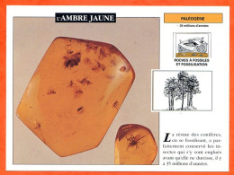 AMBRE JAUNE   Histoire Préhistoire Fiche Illustree - Storia