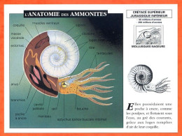 ANATOMIE DES AMMONITES  Histoire Préhistoire Fiche Illustree - Storia