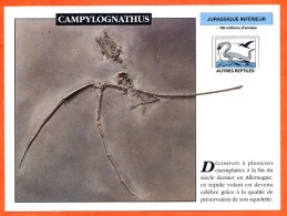 CAMPYLOGNATHUS  Histoire Préhistoire Fiche Illustree - Histoire