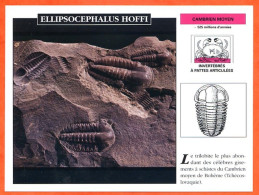 ELLIPSOCEPHALUS HOFFI  Histoire Préhistoire Fiche Illustree - Histoire