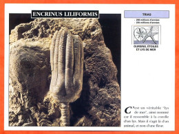 ENCRINUS LILIFORMIS  Histoire Préhistoire Fiche Illustree - History