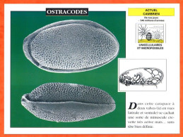 OSTRACODES  Histoire Préhistoire Fiche Illustree - History