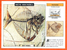 MENE RHOMBEA Poisson  Histoire Préhistoire Fiche Illustree - History