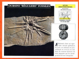 OURSINS REGULIERS FOSSILES  Histoire Préhistoire Fiche Illustree - Geschiedenis