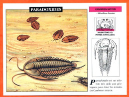 PARADOXIDES  Histoire Préhistoire Fiche Illustree - Storia