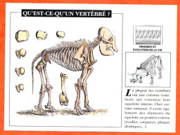 QU'EST CE QU'UN VERTEBRE Histoire Préhistoire Fiche Illustree - History