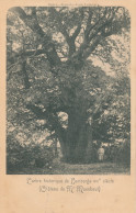 L'ARBRE HISTORIQUE DE LEMBERGE  XVIe SIECLE   CHATEAU DE Mr MAENHOUT      2 SCANS - Merelbeke