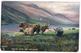 UK-4013  LOCH KATRINE : Highland Cattle - Stirlingshire