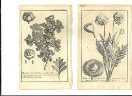 Lot 25 Gravures Anciennes Eaux-fortes Botanique Plantes Fleurs. - Radierungen