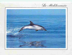 Animaux - Dauphins - CPM - Voir Scans Recto-Verso - Delphine