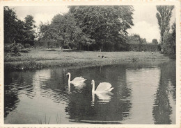 BELGIQUE - Mons - Château D'Herchies - Vue Sur Les Cygnes Sur L'étang Du Parc - Carte Postale Ancienne - Mons