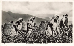 SRI LANKA (CEYLON) - Plucking Tea - Up Country Ceylon - Des Femmes En Train De Cueillir - Carte Postale - Sri Lanka (Ceilán)