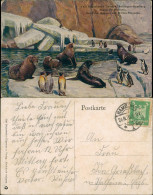 Stellingen-Hamburg Tierpark Hagenbeck, Stellingen, Pinguine & Seelöwen 1926 - Stellingen