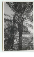 IRAQ - Plantation Of A Date Tree - Irak