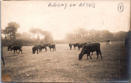 CPA - SELECTION -  AUBIGNY EN ARTOIS -  CARTE PHOTO - Ferme Breuvart Vaches Au Pâturage. - Aubigny En Artois