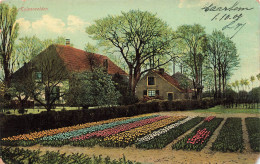 PAYS BAS - Culpenvelden - Plantation De Fleurs  - Carte Postale Ancienne - Autres & Non Classés