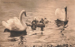 Cygnes Sur Le Lac Léman - Meer Van Genève