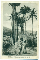 Cabbage Palms, Barbados - Barbados (Barbuda)