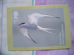 PHQ  Migratory Birds, Oiseaux Migrateurs, Arctic Tern, Sterne Arctique - Francobolli (rappresentazioni)