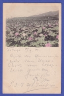 Japan 1901 Old Postcard Lotos Flowers Mailed From TOKIO To Austria - Altri & Non Classificati