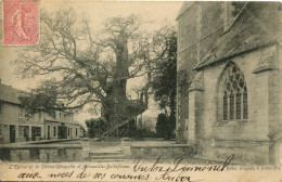 CPA  -  ALLOUVILLE-BELLEFOSSE - L'EGLISE ET LE CHENE-CHAPELLE - Allouville-Bellefosse