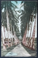 CPA - Avenue Of Palms - Philippinen