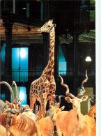 Animaux - Girafes - Editions Du Muséum National D'Histoire Naturelle , 1994 - Caravane Africaine - Grande Galerie Du Jar - Giraffen