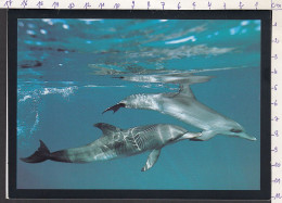 116541GF/ Dauphins Tachetés, Spotted Dolphins, Bahamas - Dolphins