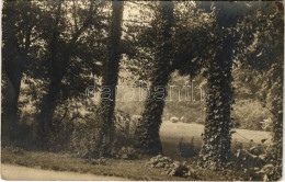 T2/T3 1912 Oravicabánya, Oravica, Oravicza, Oravita; Erdő / Forest. Photo (fl) - Ohne Zuordnung