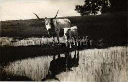 ** T1 Magyar ökrök, Folklór / Hungarian Folklore, Oxen - Sin Clasificación