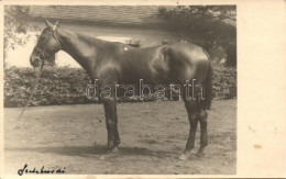 T2 Horse Photo - Unclassified