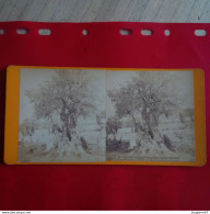 PHOTO BONFILS JERUSALEM OLIVIER DU JARDIN DE GETHSEMANI - Stereoscopic