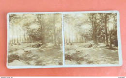 PHOTO STÉRÉO FORÊT PERSONNES - Stereo-Photographie